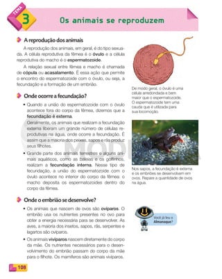 108
Os animais se reproduzem3
A reprodução dos animais
A reprodução dos animais, em geral, é do tipo sexua-
da. A célula reprodutiva da fêmea é o óvulo e a célula
reprodutiva do macho é o espermatozoide.
A relação sexual entre fêmea e macho é chamada
de cópula ou acasalamento. É essa ação que permite
o encontro do espermatozoide com o óvulo, ou seja, a
fecundação e a formação de um embrião.
Onde ocorre a fecundação?
• Quando a união do espermatozoide com o óvulo
acontece fora do corpo da fêmea, dizemos que a
fecundação é externa.
Geralmente, os animais que realizam a fecundação
externa liberam um grande número de células re-
produtivas na água, onde ocorre a fecundação. É
assim que a maioria dos peixes, sapos e rãs produz
seus filhotes.
• Grande parte dos animais terrestres e alguns ani-
mais aquáticos, como as baleias e os golfinhos,
realizam a fecundação interna. Nesse tipo de
fecundação, a união do espermatozoide com o
óvulo acontece no interior do corpo da fêmea: o
macho deposita os espermatozoides dentro do
corpo da fêmea.
Onde o embrião se desenvolve?
• Os animais que nascem de ovos são ovíparos. O
embrião usa os nutrientes presentes no ovo para
obter a energia necessária para se desenvolver. As
aves, a maioria dos insetos, sapos, rãs, serpentes e
lagartos são ovíparos.
• Os animais vivíparos nascem diretamente do corpo
da mãe. Os nutrientes necessários para o desen-
volvimento do embrião passam do corpo da mãe
para o filhote. Os mamíferos são animais vivíparos.
De modo geral, o óvulo é uma
célula arredondada e bem
maior que o espermatozoide.
O espermatozoide tem uma
cauda que é utilizada para
sua locomoção.
Nos sapos, a fecundação é externa
e os embriões se desenvolvem em
ovos. Repare a quantidade de ovos
na água.
Você já leu o
Almanaque?
Você já leu o
Almanaque
PDF_100-113-U7-BUCIE5-M.indd 108 10/30/13 3:21 PM
 