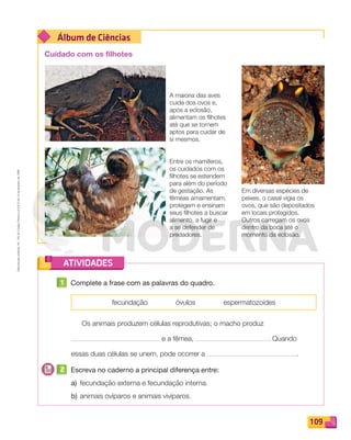 Reproduçãoproibida.Art.184doCódigoPenaleLei9.610de19defevereirode1998.
109
Álbum de Ciências
ATIVIDADES
Cuidado com os filhotes
A maioria das aves
cuida dos ovos e,
após a eclosão,
alimentam os filhotes
até que se tornem
aptos para cuidar de
si mesmos.
Em diversas espécies de
peixes, o casal vigia os
ovos, que são depositados
em locais protegidos.
Outros carregam os ovos
dentro da boca até o
momento da eclosão.
Entre os mamíferos,
os cuidados com os
filhotes se estendem
para além do período
de gestação. As
fêmeas amamentam,
protegem e ensinam
seus filhotes a buscar
alimento, a fugir e
a se defender de
predadores.
1 Complete a frase com as palavras do quadro.
fecundação óvulos espermatozoides
Os animais produzem células reprodutivas; o macho produz
e a fêmea, . Quando
essas duas células se unem, pode ocorrer a .
2 Escreva no caderno a principal diferença entre:
a) fecundação externa e fecundação interna.
b) animais ovíparos e animais vivíparos.
PDF_100-113-U7-BUCIE5-M.indd 109 10/30/13 3:22 PM
 
