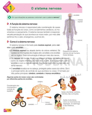 Reproduçãoproibida.Art.184doCódigoPenaleLei9.610de19defevereirode1998.
136
1 O sistema nervoso
encéfalo
medula
espinal
nervos
BLÁ-BLÁ-BLÁ-BLÁ
BLÁ-BLÁ-BLÁ-BLÁ
Em que situações as pessoas costumam usar a palavra nervos?
A função do sistema nervoso
O sistema nervoso é responsável pela coordenação de quase
todas as funções do corpo, como os batimentos cardíacos, os mo-
vimentos e o pensamento. O sistema nervoso também é responsá-
vel pela percepção do que acontece ao nosso redor; por meio dele
sentimos frio e calor, enxergamos, ouvimos etc.
Como é o sistema nervoso
O sistema nervoso é formado pela medula espinal, pelos ner-
vos e pelo encéfalo.
• A medula espinal fica alojada dentro da coluna vertebral. Ela
conduz as informações dos órgãos até o encéfalo e do encéfalo
até os órgãos. Essa comunicação é feita por meio dos nervos.
• Os nervos são longas fibras que chegam a todas as partes do corpo,
como os órgãos internos, os músculos, a pele, e se comunicam com o
encéfalo e com a medula espinal. Eles transmitem informações pelo sis-
tema nervoso.
• O encéfalo localiza-se na cabeça, protegido pelos ossos do crânio. Ele é
o principal centro de controle do que acontece no corpo. É formado por
três partes principais: cérebro, cerebelo e tronco encefálico.
Algumas ações do nosso corpo são controladas
por diferentes partes do encéfalo.
Esquema do sistema
nervoso do ser humano.
Cores-fantasia.
Ações voluntárias, sentidos,
memória, fala e emoções.
Ações involuntárias,
como os movimentos da
respiração, do estômago
e dos intestinos.
Coordenação dos
movimentos e
controle do
equilíbrio.
cérebro
tronco
encefálicocerebelo
PDF_132-145-U9-BUCIE5-M.indd 136 11/4/13 12:05 PM
 