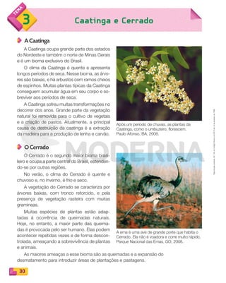 Reproduçãoproibida.Art.184doCódigoPenaleLei9.610de19defevereirode1998.
30
Caatinga e Cerrado3
A Caatinga
A Caatinga ocupa grande parte dos estados
do Nordeste e também o norte de Minas Gerais
e é um bioma exclusivo do Brasil.
O clima da Caatinga é quente e apresenta
longos períodos de seca. Nesse bioma, as árvo-
res são baixas, e há arbustos com ramos cheios
de espinhos. Muitas plantas típicas da Caatinga
conseguem acumular água em seu corpo e so-
breviver aos períodos de seca.
A Caatinga sofreu muitas transformações no
decorrer dos anos. Grande parte da vegetação
natural foi removida para o cultivo de vegetais
e a criação de pastos. Atualmente, a principal
causa de destruição da caatinga é a extração
da madeira para a produção de lenha e carvão.
O Cerrado
O Cerrado é o segundo maior bioma brasi-
leiro e ocupa a parte central do Brasil, estenden-
do-se por outras regiões.
No verão, o clima do Cerrado é quente e
chuvoso e, no inverno, é frio e seco.
A vegetação do Cerrado se caracteriza por
árvores baixas, com tronco retorcido, e pela
presença de vegetação rasteira com muitas
gramíneas.
Muitas espécies de plantas estão adap-
tadas à ocorrência de queimadas naturais.
Hoje, no entanto, a maior parte das queima-
das é provocada pelo ser humano. Elas podem
acontecer repetidas vezes e de forma descon-
trolada, ameaçando a sobrevivência de plantas
e animais.
As maiores ameaças a esse bioma são as queimadas e a expansão do
desmatamento para introduzir áreas de plantações e pastagens.
Após um período de chuvas, as plantas da
Caatinga, como o umbuzeiro, florescem.
Paulo Afonso, BA, 2008.
A ema é uma ave de grande porte que habita o
Cerrado. Ela não é voadora e corre muito rápido.
Parque Nacional das Emas, GO, 2008.
PDF_022-039-U2-BUCIE5-M.indd 30 11/1/13 5:46 PM
 