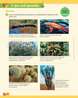 Reproduçãoproibida.Art.184doCódigoPenaleLei9.610de19defevereirode1998.
34
O que você aprendeu
Recordar
1 Leia as características de cada ser vivo e descubra em qual bioma ele
pode viver.
Mandacaru: armazena
água, resistindo a
longos períodos de
seca. Suporta as altas
temperaturas do solo.
Capim-dos-pampas: resistente a baixas
temperaturas. A vegetação rasteira é
predominante nesse bioma.
Sempre-viva: tem adaptações para
resistir ao fogo. Floresce depois
da queimada.
Boto: encontrado nos rios do maior
bioma brasileiro.
Jacaré: vive em poças durante o inverno.
Durante o verão, vive pelos campos alagados.
Bromélia: vive em troncos em ambientes
úmidos. Esse tipo de planta é muito
comum nesse bioma.
OBJETO
DIGITAL
Atividade
PDF_022-039-U2-BUCIE5-M.indd 34 11/1/13 5:47 PM
 