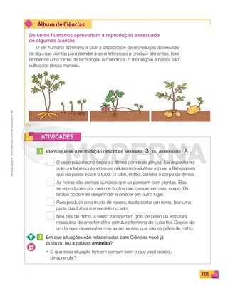 Reprodução
proibida.
Art.
184
do
Código
Penal
e
Lei
9.610
de
19
de
fevereiro
de
1998.
105
Álbum de Ciências
ATIVIDADES
Os seres humanos aproveitam a reprodução assexuada
de algumas plantas
O ser humano aprendeu a usar a capacidade de reprodução assexuada
de algumas plantas para atender a seus interesses e produzir alimentos. Isso
também é uma forma de tecnologia. A mandioca, o morango e a batata são
cultivados dessa maneira.
1 Identifique se a reprodução descrita é sexuada S ou assexuada A .
O escorpião macho segura a fêmea com suas pinças. Ele deposita no
solo um tubo contendo suas células reprodutivas e puxa a fêmea para
que ela passe sobre o tubo. O tubo, então, penetra o corpo da fêmea.
As hidras são animais curiosos que se parecem com plantas. Elas
se reproduzem por meio de brotos que crescem em seu corpo. Os
brotos podem se desprender e crescer em outro lugar.
Para produzir uma muda de roseira, basta cortar um ramo, tirar uma
parte das folhas e enterrá-lo no solo.
Nos pés de milho, o vento transporta o grão de pólen da estrutura
masculina de uma ﬂor até a estrutura feminina de outra ﬂor. Depois de
um tempo, desenvolvem-se as sementes, que são os grãos de milho.
2 Em que situações não relacionadas com Ciências você já
ouviu ou leu a palavra embrião?
• O que essa situação tem em comum com o que você acabou
de aprender?
PDF_100-113-U7-BUCIE5-M.indd 105 10/30/13 3:19 PM
 