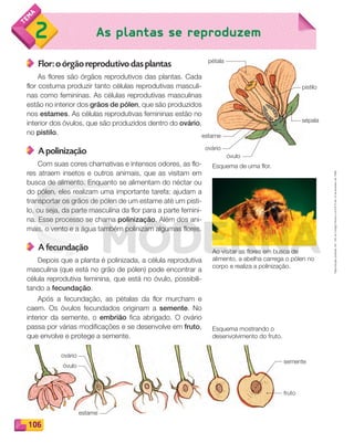 Reprodução
proibida.
Art.
184
do
Código
Penal
e
Lei
9.610
de
19
de
fevereiro
de
1998.
106
As plantas se reproduzem
2
Flor: o órgão reprodutivo das plantas
As flores são órgãos reprodutivos das plantas. Cada
flor costuma produzir tanto células reprodutivas masculi-
nas como femininas. As células reprodutivas masculinas
estão no interior dos grãos de pólen, que são produzidos
nos estames. As células reprodutivas femininas estão no
interior dos óvulos, que são produzidos dentro do ovário,
no pistilo.
A polinização
Com suas cores chamativas e intensos odores, as flo-
res atraem insetos e outros animais, que as visitam em
busca de alimento. Enquanto se alimentam do néctar ou
do pólen, eles realizam uma importante tarefa: ajudam a
transportar os grãos de pólen de um estame até um pisti-
lo, ou seja, da parte masculina da flor para a parte femini-
na. Esse processo se chama polinização. Além dos ani-
mais, o vento e a água também polinizam algumas flores.
A fecundação
Depois que a planta é polinizada, a célula reprodutiva
masculina (que está no grão de pólen) pode encontrar a
célula reprodutiva feminina, que está no óvulo, possibili-
tando a fecundação.
Após a fecundação, as pétalas da flor murcham e
caem. Os óvulos fecundados originam a semente. No
interior da semente, o embrião fica abrigado. O ovário
passa por várias modificações e se desenvolve em fruto,
que envolve e protege a semente.
Ao visitar as flores em busca de
alimento, a abelha carrega o pólen no
corpo e realiza a polinização.
Esquema de uma flor.
pistilo
pétala
ovário
ovário
semente
óvulo
óvulo
fruto
estame
sépala
Esquema mostrando o
desenvolvimento do fruto.
estame
PDF_100-113-U7-BUCIE5-M.indd 106 10/30/13 3:19 PM
 