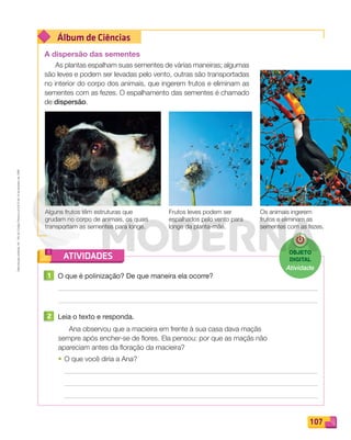 Reprodução
proibida.
Art.
184
do
Código
Penal
e
Lei
9.610
de
19
de
fevereiro
de
1998.
107
Álbum de Ciências
ATIVIDADES
A dispersão das sementes
As plantas espalham suas sementes de várias maneiras; algumas
são leves e podem ser levadas pelo vento, outras são transportadas
no interior do corpo dos animais, que ingerem frutos e eliminam as
sementes com as fezes. O espalhamento das sementes é chamado
de dispersão.
Frutos leves podem ser
espalhados pelo vento para
longe da planta-mãe.
Alguns frutos têm estruturas que
grudam no corpo de animais, os quais
transportam as sementes para longe.
Os animais ingerem
frutos e eliminam as
sementes com as fezes.
1 O que é polinização? De que maneira ela ocorre?
2 Leia o texto e responda.
Ana observou que a macieira em frente à sua casa dava maçãs
sempre após encher-se de ﬂores. Ela pensou: por que as maçãs não
apareciam antes da ﬂoração da macieira?
• O que você diria a Ana?
OBJETO
DIGITAL
Atividade
PDF_100-113-U7-BUCIE5-M.indd 107 10/30/13 3:19 PM
 