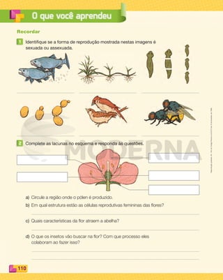 Reprodução
proibida.
Art.
184
do
Código
Penal
e
Lei
9.610
de
19
de
fevereiro
de
1998.
110
O que você aprendeu
Recordar
1 Identifique se a forma de reprodução mostrada nestas imagens é
sexuada ou assexuada.
2 Complete as lacunas no esquema e responda às questões.
a) Circule a região onde o pólen é produzido.
b) Em qual estrutura estão as células reprodutivas femininas das ﬂores?
c) Quais características da ﬂor atraem a abelha?
d) O que os insetos vão buscar na ﬂor? Com que processo eles
colaboram ao fazer isso?
PDF_100-113-U7-BUCIE5-M.indd 110 10/30/13 3:22 PM
 