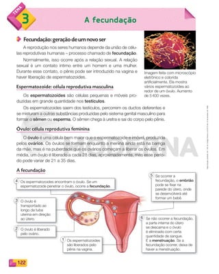 Reprodução
proibida.
Art.
184
do
Código
Penal
e
Lei
9.610
de
19
de
fevereiro
de
1998.
122
A fecundação
3
Fecundação: geração de um novo ser
A reprodução nos seres humanos depende da união de célu-
las reprodutivas humanas – processo chamado de fecundação.
Normalmente, isso ocorre após a relação sexual. A relação
sexual é um contato íntimo entre um homem e uma mulher.
Durante esse contato, o pênis pode ser introduzido na vagina e
haver liberação de espermatozoides.
Espermatozoide: célula reprodutiva masculina
Os espermatozoides são células pequenas e móveis pro-
duzidas em grande quantidade nos testículos.
Os espermatozoides saem dos testículos, percorrem os ductos deferentes e
se misturam a outras substâncias produzidas pelo sistema genital masculino para
formar o sêmen ou esperma. O sêmen chega à uretra e sai do corpo pelo pênis.
Óvulo: célula reprodutiva feminina
O óvulo é uma célula bem maior que o espermatozoide e imóvel, produzida
pelos ovários. Os óvulos se formam enquanto a menina ainda está na barriga
da mãe, mas é na puberdade que os ovários começam a liberar os óvulos. Em
média, um óvulo é liberado a cada 28 dias, aproximadamente, mas esse perío-
do pode variar de 21 a 35 dias.
A fecundação
Imagem feita com microscópio
eletrônico e colorida
artificialmente. Ela mostra
vários espermatozoides ao
redor de um óvulo. Aumento
de 5400 vezes.
Os espermatozoides encontram o óvulo. Se um
espermatozoide penetrar o óvulo, ocorre a fecundação.
4
O óvulo é
transportado ao
longo da tuba
uterina em direção
ao útero.
3
O óvulo é liberado
pelo ovário.
2
Os espermatozoides
são liberados pelo
pênis na vagina.
1
Se ocorrer a
fecundação, o embrião
pode se fixar na
parede do útero, onde
se desenvolverá até
formar um bebê.
5
Se não ocorrer a fecundação,
a parte interna do útero
se descama e o óvulo
é eliminado com certa
quantidade de sangue.
É a menstruação. Se a
fecundação ocorrer, deixa de
haver a menstruação.
6
PDF_114-131-U8-BUCIE5-M.indd 122 11/1/13 11:25 AM
 