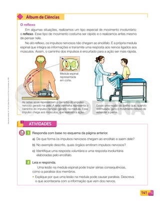 Reprodução
proibida.
Art.
184
do
Código
Penal
e
Lei
9.610
de
19
de
fevereiro
de
1998.
141
Álbum de Ciências
ATIVIDADES
O reflexo
Em algumas situações, realizamos um tipo especial de movimento involuntário:
o reflexo. Esse tipo de movimento costuma ser rápido e o realizamos antes mesmo
de pensar nele.
No ato reflexo, os impulsos nervosos não chegam ao encéfalo. É a própria medula
espinal que integra as informações e transmite uma resposta aos nervos ligados aos
músculos. Assim, o caminho dos impulsos é encurtado para a ação ser mais rápida.
Existe uma região do joelho que, quando
estimulada, gera o movimento reflexo de
estender a perna.
As setas azuis representam o caminho do impulso
nervoso gerado na pele. A seta vermelha representa o
caminho do impulso nervoso gerado na medula. Esse
impulso chega aos músculos, que realizam a ação.
Medula espinal
representada
em corte.
1 Responda com base no esquema da página anterior.
a) De que forma os impulsos nervosos chegam ao encéfalo e saem dele?
b) No exemplo descrito, quais órgãos emitiram impulsos nervosos?
c) Identiﬁque uma resposta voluntária e uma resposta involuntária
elaboradas pelo encéfalo.
2 Leia e responda.
Uma lesão na medula espinal pode trazer sérias consequências,
como a paralisia dos membros.
• Explique por que uma lesão na medula pode causar paralisia. Descreva
o que aconteceria com a informação que vem dos nervos.
PDF_132-145-U9-BUCIE5-M.indd 141 11/1/13 12:58 PM
 