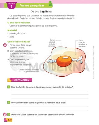 Reprodução
proibida.
Art.184
do
Código
Penal
e
Lei
9.610
de
19
de
fevereiro
de
1998.
170
UNIDADE
ATIVIDADES
Vamos pesquisar
7
Do ovo à galinha
Os ovos de galinha que utilizamos na nossa alimentação não são fecunda-
dos pelo galo. Cada ovo contém 1 óvulo, ou seja, 1 célula reprodutiva feminina.
O que você vai fazer
Observar e identificar algumas partes do ovo de galinha.
Material
• ovo de galinha cru
• prato
Como você vai fazer
1. Forme trios. Cada trio vai
observar um ovo.
2. Com a ajuda do professor,
quebrem o ovo cuidadosamente
dentro do prato.
3. Com a ajuda da figura,
observem o ovo e
respondam às perguntas.
Gema:
principal
fonte de
nutrientes
Calaza: cordão que mantém
a gema centralizada.
Clara:
fonte de
proteínas e
vitaminas.
1 Qual é a função da gema e da clara no desenvolvimento do pintinho?
2 Você já viu ou sabe como as galinhas cuidam dos seus ovos?
3 O ovo que vocês observaram poderia se desenvolver em um pintinho?
PDF_146-175-SA-BUCIE5-M.indd 170 11/1/13 4:27 PM
 