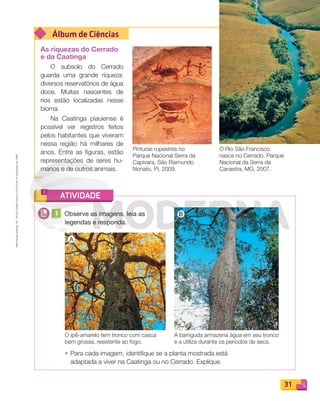 Reprodução
proibida.
Art.
184
do
Código
Penal
e
Lei
9.610
de
19
de
fevereiro
de
1998.
31
ATIVIDADE
Álbum de Ciências
As riquezas do Cerrado
e da Caatinga
O subsolo do Cerrado
guarda uma grande riqueza:
diversos reservatórios de água
doce. Muitas nascentes de
rios estão localizadas nesse
bioma.
Na Caatinga piauiense é
possível ver registros feitos
pelos habitantes que viveram
nessa região há milhares de
anos. Entre as figuras, estão
representações de seres hu-
manos e de outros animais.
1 Observe as imagens, leia as
legendas e responda.
O Rio São Francisco
nasce no Cerrado. Parque
Nacional da Serra da
Canastra, MG, 2007.
O ipê-amarelo tem tronco com casca
bem grossa, resistente ao fogo.
Pinturas rupestres no
Parque Nacional Serra da
Capivara, São Raimundo
Nonato, PI, 2009.
A barriguda armazena água em seu tronco
e a utiliza durante os períodos de seca.
• Para cada imagem, identifique se a planta mostrada está
adaptada a viver na Caatinga ou no Cerrado. Explique.
A
B
PDF_022-039-U2-BUCIE5-M.indd 31 11/1/13 5:46 PM
 