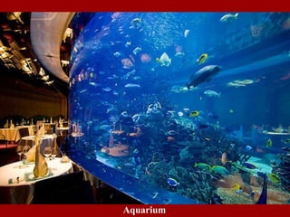 Aquarium 