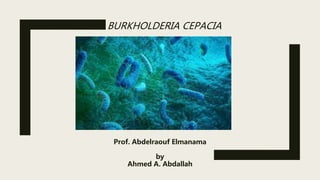 BURKHOLDERIA CEPACIA
Prof. Abdelraouf Elmanama
by
Ahmed A. Abdallah
 