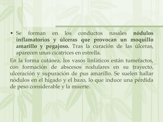 • Se forman en los conductos nasales nódulos
inflamatorios y úlceras que provocan un moquillo
amarillo y pegajoso. Tras la curación de las úlceras,
aparecen unas cicatrices en estrella.
En la forma cutánea, los vasos linfáticos están tumefactos,
con formación de abscesos nodulares en su trayecto,
ulceración y supuración de pus amarillo. Se suelen hallar
nódulos en el hígado y el bazo, lo que induce una pérdida
de peso considerable y la muerte.
 