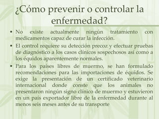 ¿Cómo prevenir o controlar la
enfermedad?
• No existe actualmente ningún tratamiento con
medicamentos capaz de curar la infección.
• El control requiere su detección precoz y efectuar pruebas
de diagnóstico a los casos clínicos sospechosos así como a
los équidos aparentemente normales.
• Para los países libres de muermo, se han formulado
recomendaciones para las importaciones de équidos. Se
exige la presentación de un certificado veterinario
internacional donde conste que los animales no
presentaron ningún signo clínico de muermo y estuvieron
en un país exportador libre de la enfermedad durante al
menos seis meses antes de su transporte
 