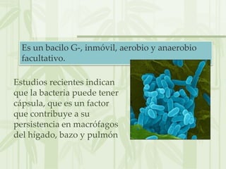 Estudios recientes indican
que la bacteria puede tener
cápsula, que es un factor
que contribuye a su
persistencia en macrófagos
del hígado, bazo y pulmón
Es un bacilo G-, inmóvil, aerobio y anaerobio
facultativo.
 