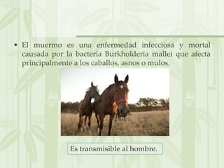 • El muermo es una enfermedad infecciosa y mortal
causada por la bacteria Burkholderia mallei que afecta
principalmente a los caballos, asnos o mulos.
Es transmisible al hombre.
 