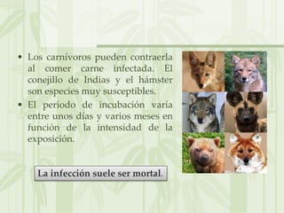 • Los carnívoros pueden contraerla
al comer carne infectada. El
conejillo de Indias y el hámster
son especies muy susceptibles.
• El periodo de incubación varía
entre unos días y varios meses en
función de la intensidad de la
exposición.
La infección suele ser mortal.
 