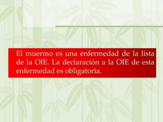 • El muermo es una enfermedad de la lista
de la OIE. La declaración a la OIE de esta
enfermedad es obligatoria.
 