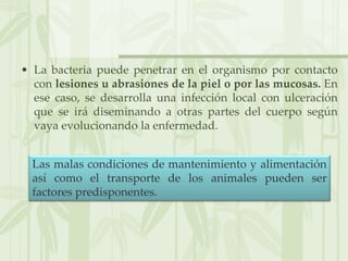 • La bacteria puede penetrar en el organismo por contacto
con lesiones u abrasiones de la piel o por las mucosas. En
ese caso, se desarrolla una infección local con ulceración
que se irá diseminando a otras partes del cuerpo según
vaya evolucionando la enfermedad.
Las malas condiciones de mantenimiento y alimentación
así como el transporte de los animales pueden ser
factores predisponentes.
 