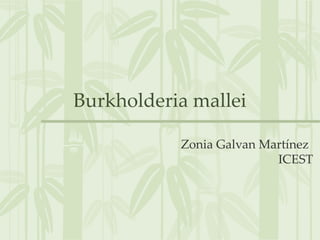 Burkholderia mallei
Zonia Galvan Martínez
ICEST
 