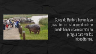 Cerca de Banfora hay un lago
(más bien un estanque) donde se
puede hacer una excursión en
piragua para ver los
hipopótamos.
 