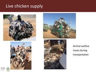 Value chain assessment of animal source foods and vegetables in Ouagadougou, Burkina Faso: Food safety, quality and hygiene perceptions and practices