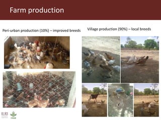 Value chain assessment of animal source foods and vegetables in Ouagadougou, Burkina Faso: Food safety, quality and hygiene perceptions and practices