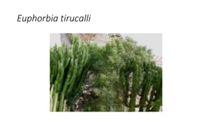 Euphorbia tirucalli
 