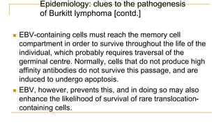 Epidemiology: clues to the pathogenesis
of Burkitt lymphoma [contd.]
 EBV-containing cells must reach the memory cell
compartment in order to survive throughout the life of the
individual, which probably requires traversal of the
germinal centre. Normally, cells that do not produce high
affinity antibodies do not survive this passage, and are
induced to undergo apoptosis.
 EBV, however, prevents this, and in doing so may also
enhance the likelihood of survival of rare translocation-
containing cells.
 