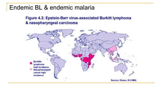 Endemic BL & endemic malaria
 