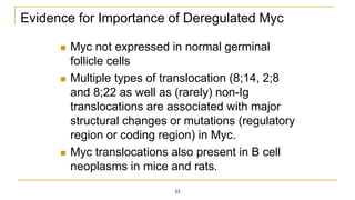 Evidence for Importance of Deregulated Myc
 Myc not expressed in normal germinal
follicle cells
 Multiple types of translocation (8;14, 2;8
and 8;22 as well as (rarely) non-Ig
translocations are associated with major
structural changes or mutations (regulatory
region or coding region) in Myc.
 Myc translocations also present in B cell
neoplasms in mice and rats.
23
 