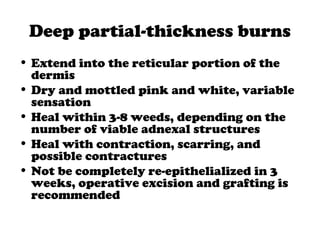 Deep partial-thickness burns
• Extend into the reticular portion of the
dermis
• Dry and mottled pink and white, variable
sensation
• Heal within 3-8 weeds, depending on the
number of viable adnexal structures
• Heal with contraction, scarring, and
possible contractures
• Not be completely re-epithelialized in 3
weeks, operative excision and grafting is
recommended
 