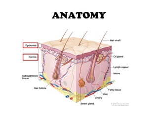 ANATOMY
 