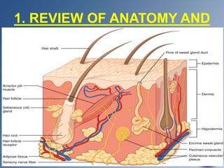 1. REVIEW OF ANATOMY AND
physiology of skin
 