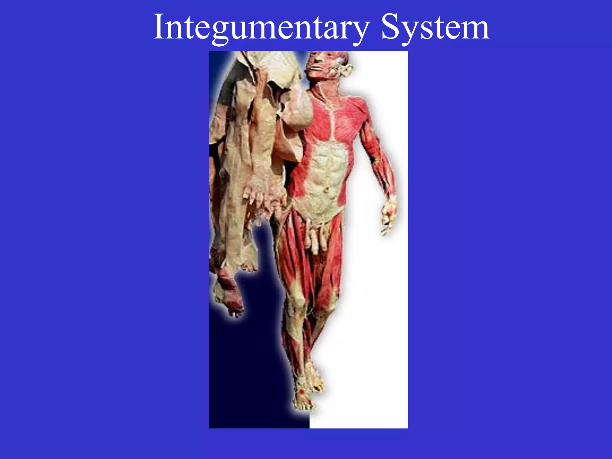 Integumentary System
 