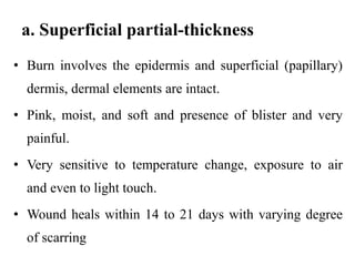 a. Superficial partial-thickness
• Burn involves the epidermis and superficial (papillary)
dermis, dermal elements are intact.
• Pink, moist, and soft and presence of blister and very
painful.
• Very sensitive to temperature change, exposure to air
and even to light touch.
• Wound heals within 14 to 21 days with varying degree
of scarring
 