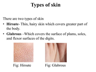 Types of skin
There are two types of skin
• Hirsute- Thin, hairy skin which covers greater part of
the body.
• Glabrous –Which covers the surface of plams, soles,
and flexor surfaces of the digits.
Fig: Hirsute Fig: Glabrous
 