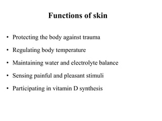Functions of skin
• Protecting the body against trauma
• Regulating body temperature
• Maintaining water and electrolyte balance
• Sensing painful and pleasant stimuli
• Participating in vitamin D synthesis
 