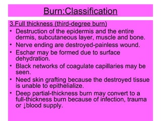 Burn:Classification 3.Full thickness (third-degree burn) Destruction of the epidermis and the entire dermis, subcutaneous layer, muscle and bone. Nerve ending are destroyed-painless wound. Eschar may be formed due to surface dehydration. Black networks of coagulate capillaries may be seen. Need skin grafting because the destroyed tissue is unable to epithelialize. Deep partial-thickness burn may convert to a full-thickness burn because of infection, trauma or ↓blood supply. 
