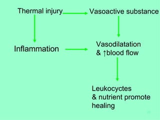 Thermal injury Inflammation Vasodilatation & ↑blood flow Leukocyctes  & nutrient promote  healing Vasoactive substance 
