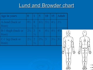 Lund and Browder chart 3½   3¼   3   2¾   2½   2½   C-1 leg (back or front)   4¾   4½   4¼   4   3¼   2¾   B-1 thigh (back or front)   3½   4½   5½   6½   8½   9½   A-head (back or front)   Adult   15   10   5   1   0   Age in years   