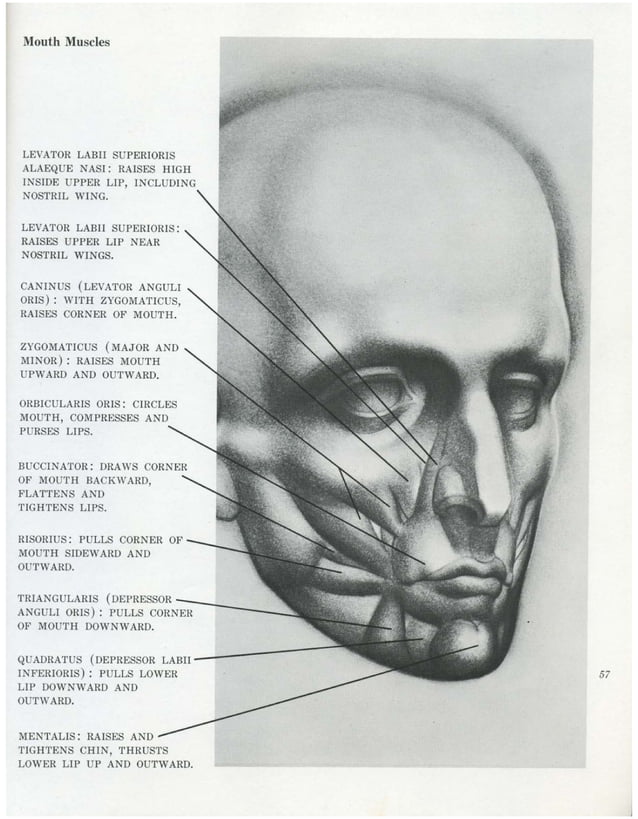 Burne hogarth -_drawing_the_human_head