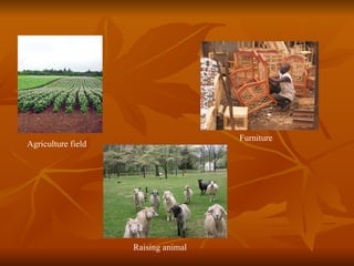 Agriculture field Furniture Raising animal 