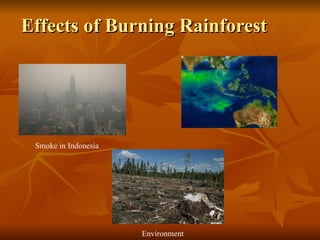 Effects of Burning Rainforest Smoke in Indonesia Environment   