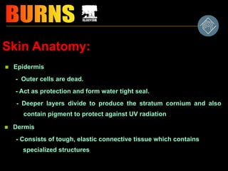 Skin Anatomy:
 Epidermis
- Outer cells are dead.
- Act as protection and form water tight seal.
- Deeper layers divide to produce the stratum cornium and also
contain pigment to protect against UV radiation
 Dermis
- Consists of tough, elastic connective tissue which contains
specialized structures
 