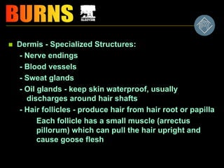 Dermis - Specialized Structures:
- Nerve endings
- Blood vessels
- Sweat glands
- Oil glands - keep skin waterproof, usually
discharges around hair shafts
- Hair follicles - produce hair from hair root or papilla
• Each follicle has a small muscle (arrectus
pillorum) which can pull the hair upright and
cause goose flesh
 