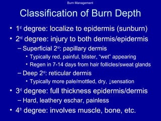 Burn Management
Classification of Burn Depth
• 1st
degree: localize to epidermis (sunburn)
• 2nd
degree: injury to both dermis/epidermis
– Superficial 2nd
: papillary dermis
• Typically red, painful, blister, “wet” appearing
• Regen in 7-14 days from hair follicles/sweat glands
– Deep 2nd
: reticular dermis
• Typically more pale/mottled, dry, ↓sensation
• 3rd
degree: full thickness epidermis/dermis
– Hard, leathery eschar, painless
• 4th
degree: involves muscle, bone, etc.
 