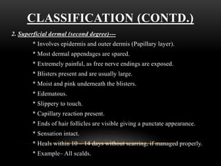CLASSIFICATION (CONTD.)
2. Superficial dermal (second degree)---
* Involves epidermis and outer dermis (Papillary layer).
* Most dermal appendages are spared.
* Extremely painful, as free nerve endings are exposed.
* Blisters present and are usually large.
* Moist and pink underneath the blisters.
* Edematous.
* Slippery to touch.
* Capillary reaction present.
* Ends of hair follicles are visible giving a punctate appearance.
* Sensation intact.
* Heals within 10 – 14 days without scarring, if managed properly.
* Example– All scalds.
 