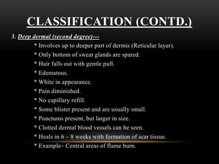 CLASSIFICATION (CONTD.)
3. Deep dermal (second degree)---
* Involves up to deeper part of dermis (Reticular layer).
* Only bottom of sweat glands are spared.
* Hair falls out with gentle pull.
* Edematous.
* White in appearance.
* Pain diminished.
* No capillary refill.
* Some blister present and are usually small.
* Punctums present, but larger in size.
* Clotted dermal blood vessels can be seen.
* Heals in 6 – 8 weeks with formation of scar tissue.
* Example– Central areas of flame burn.
 
