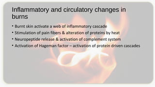 Inflammatory and circulatory changes in
burns
• Burnt skin activate a web of inflammatory cascade
• Stimulation of pain fibers & alteration of proteins by heat
• Neuropeptide release & activation of complement system
• Activation of Hageman factor – activation of protein driven cascades
 