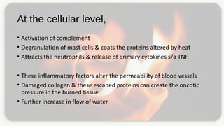 At the cellular level,
• Activation of complement
• Degranulation of mast cells & coats the proteins altered by heat
• Attracts the neutrophils & release of primary cytokines s/a TNF
• These inflammatory factors alter the permeability of blood vessels
• Damaged collagen & these escaped proteins can create the oncotic
pressure in the burned tissue
• Further increase in flow of water
 
